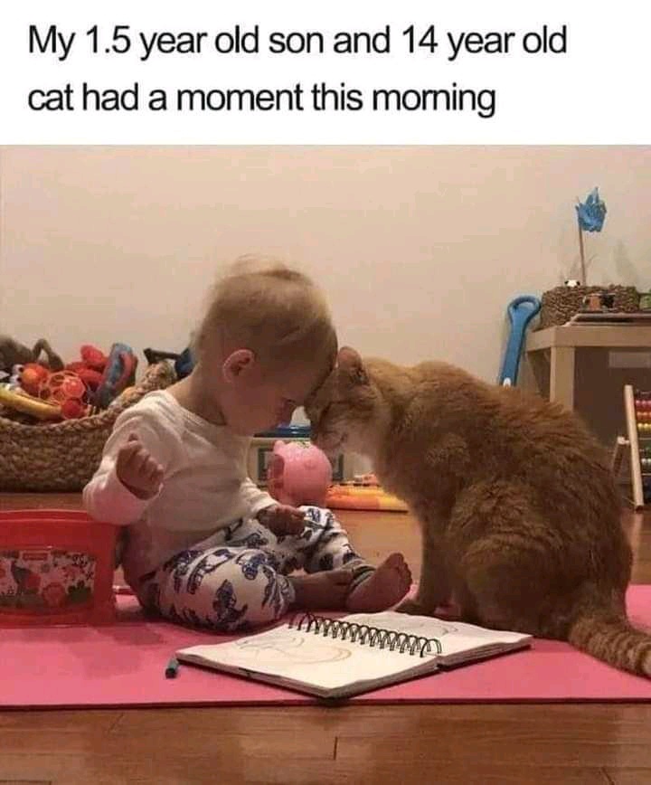 Innocent Cat