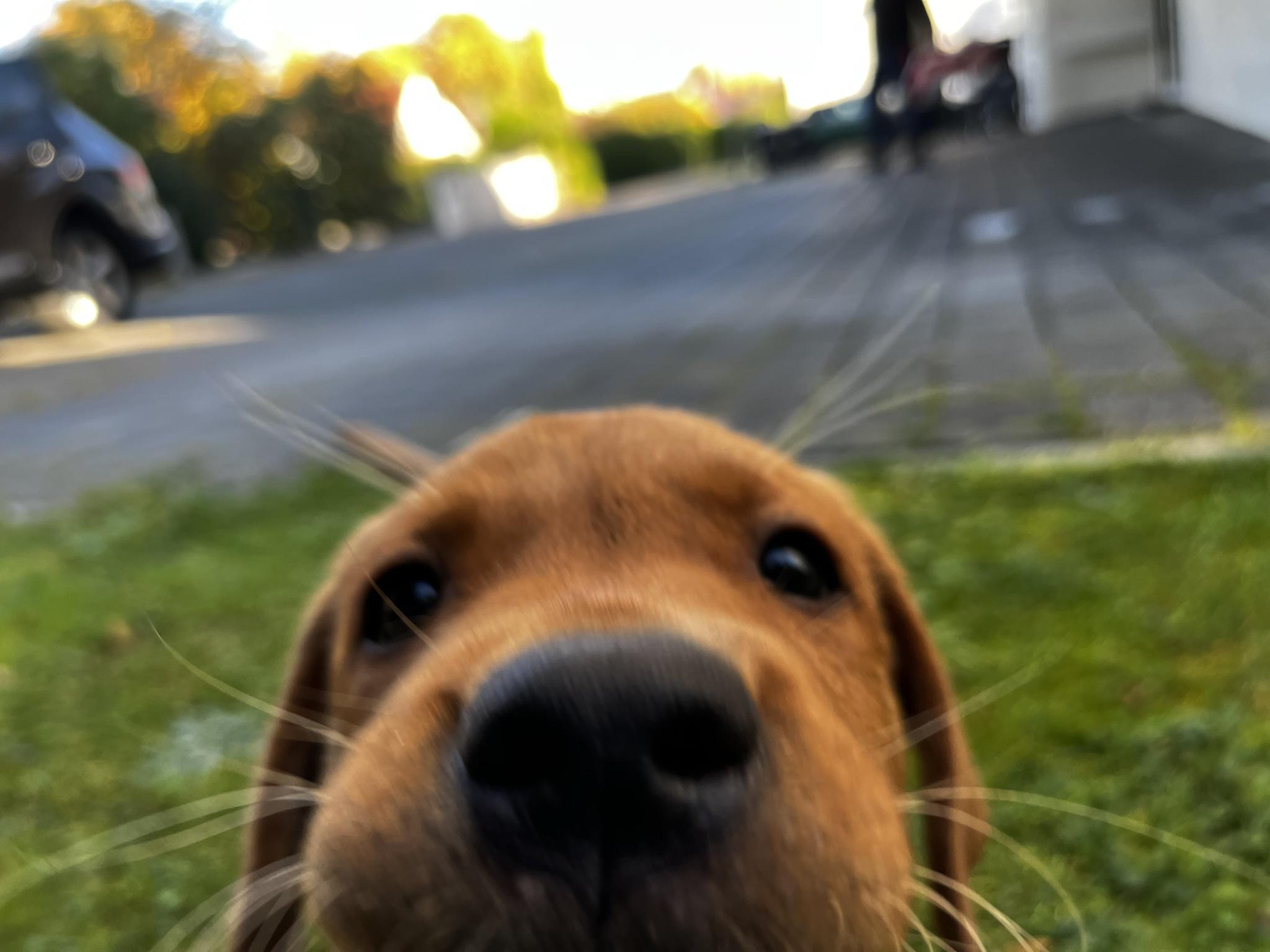 3 days ago, my lifelong wish came true. This sweetheart of a partner came into my life. I am so grateful and happy. Just wanted to share with you all.