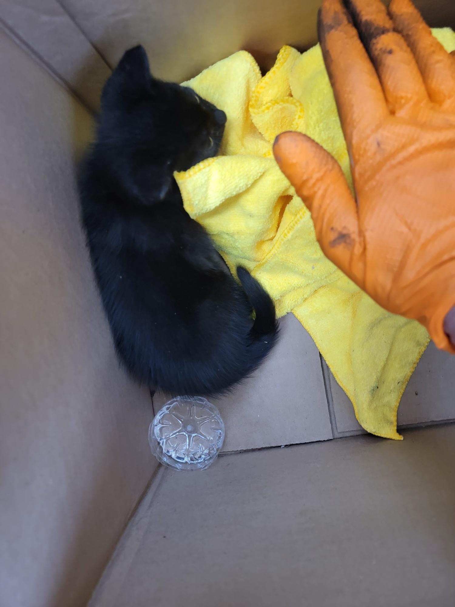 Found a kitten outside my stepdads shop!