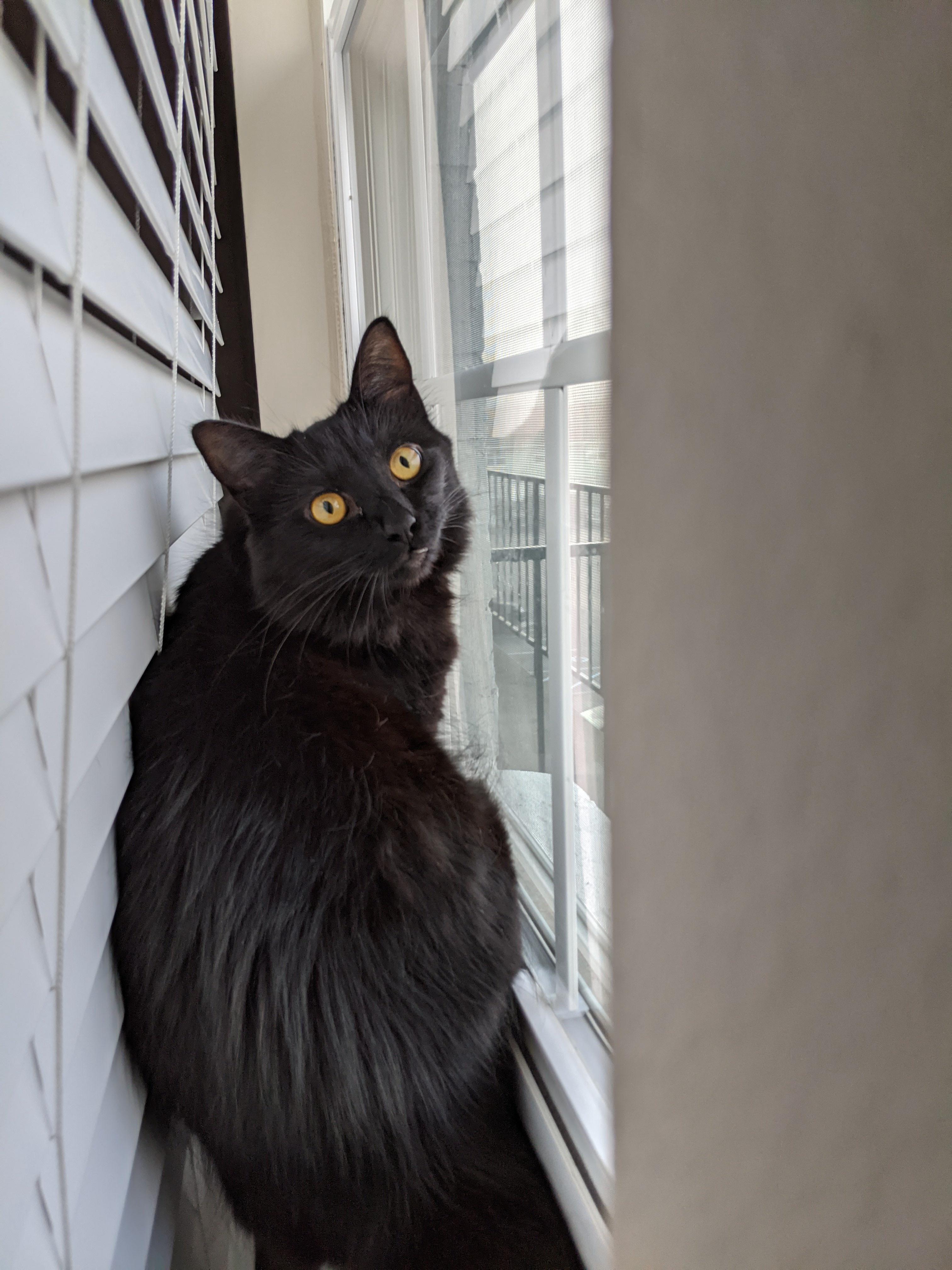 Presenting Mika for black cat appreciation