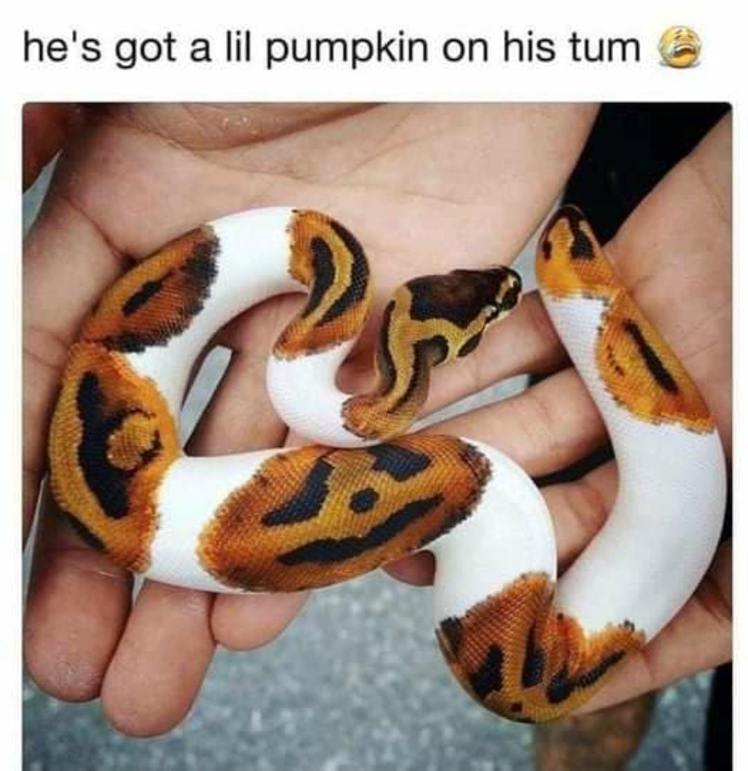 Aww, it's a Halloween Snek!