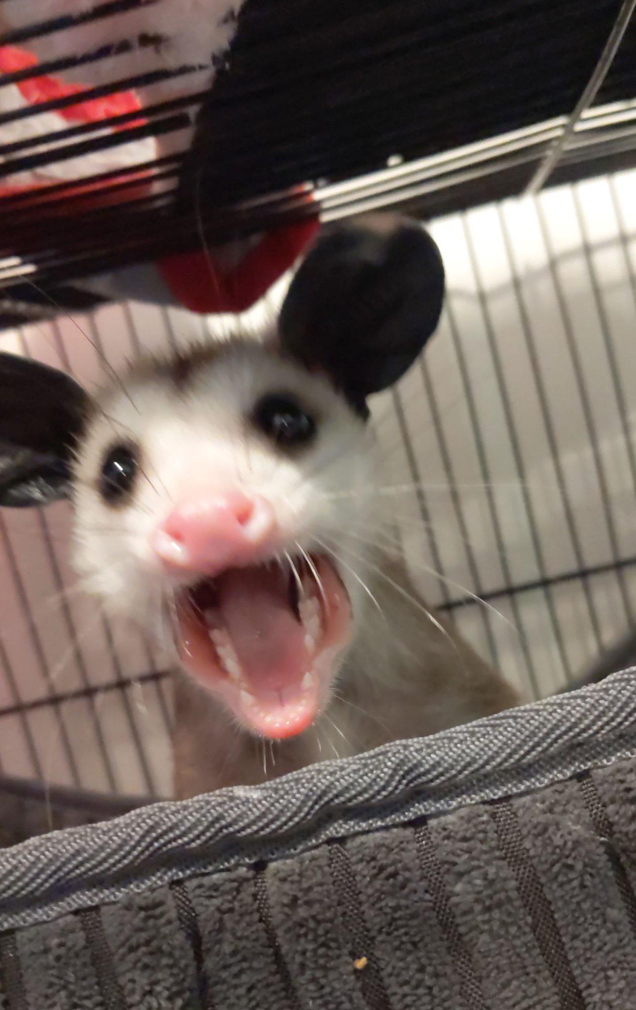 Awsome Opossum post
