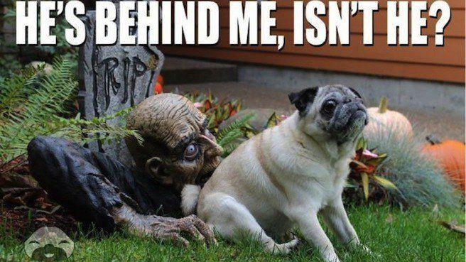 Day old hallowe&rsquo;en memes