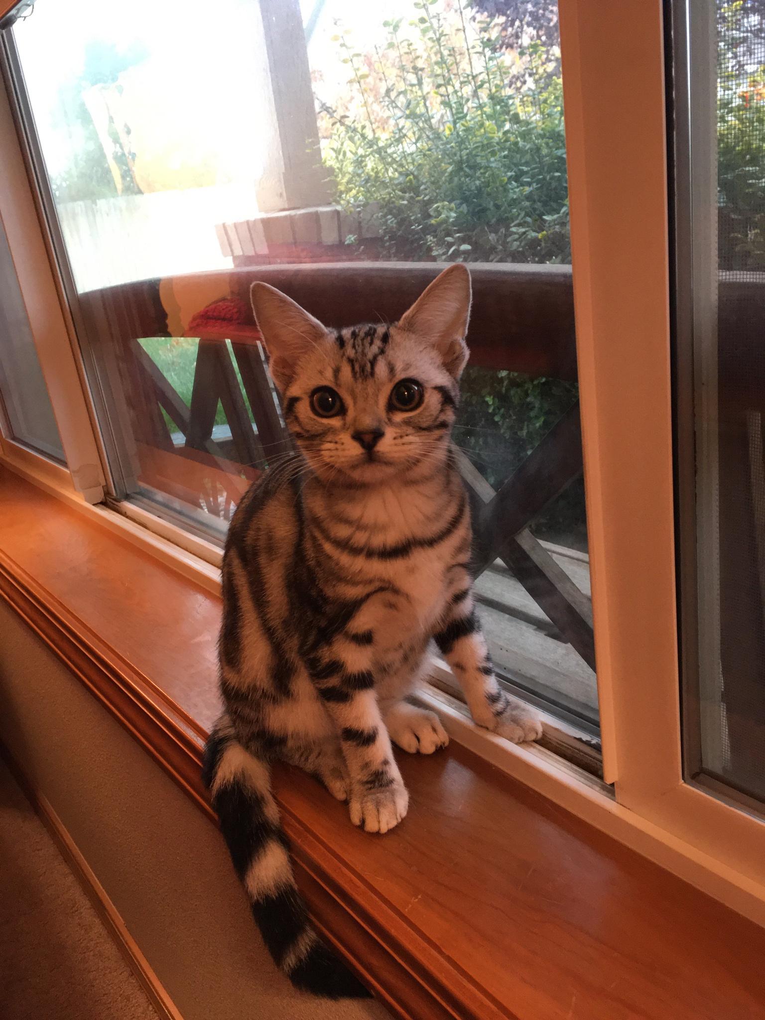Kitty in the window