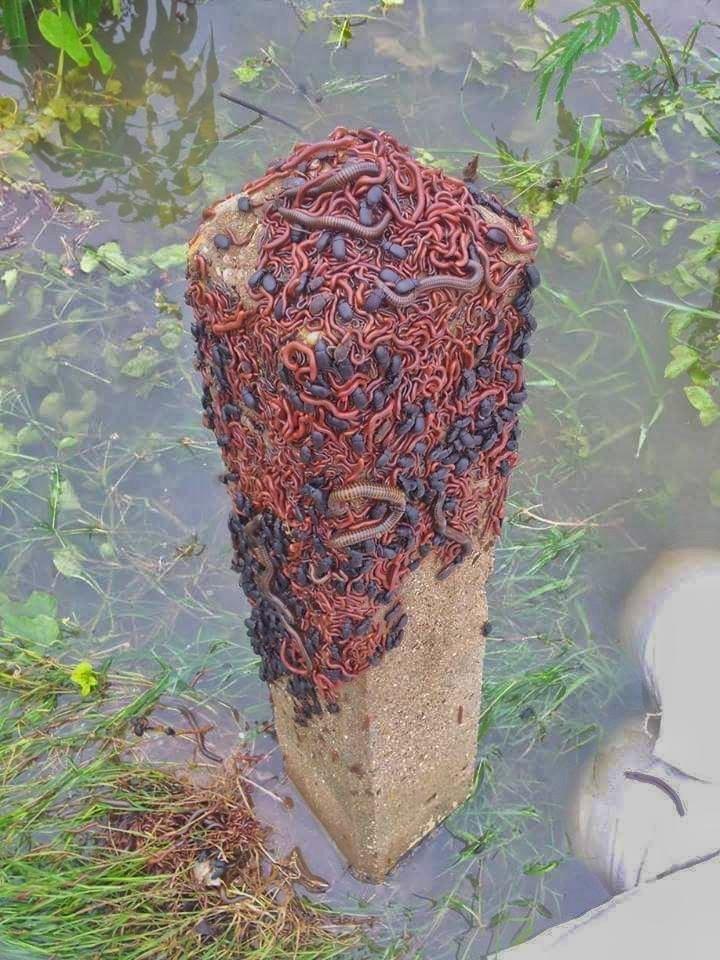 Bugs escaping from a flood.