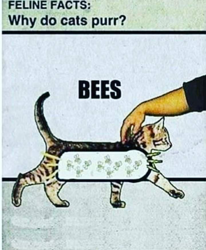 It's apparently my cake day, so here's a dump of important information everyone should know