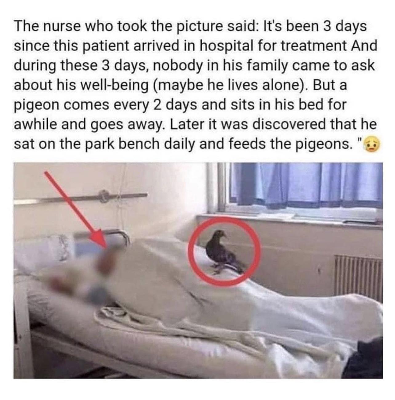 I wish I had someone like the pigeon this guy has