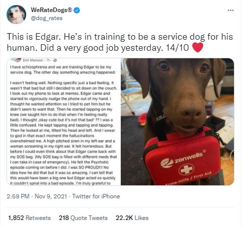 We seriously don't deserve dogs