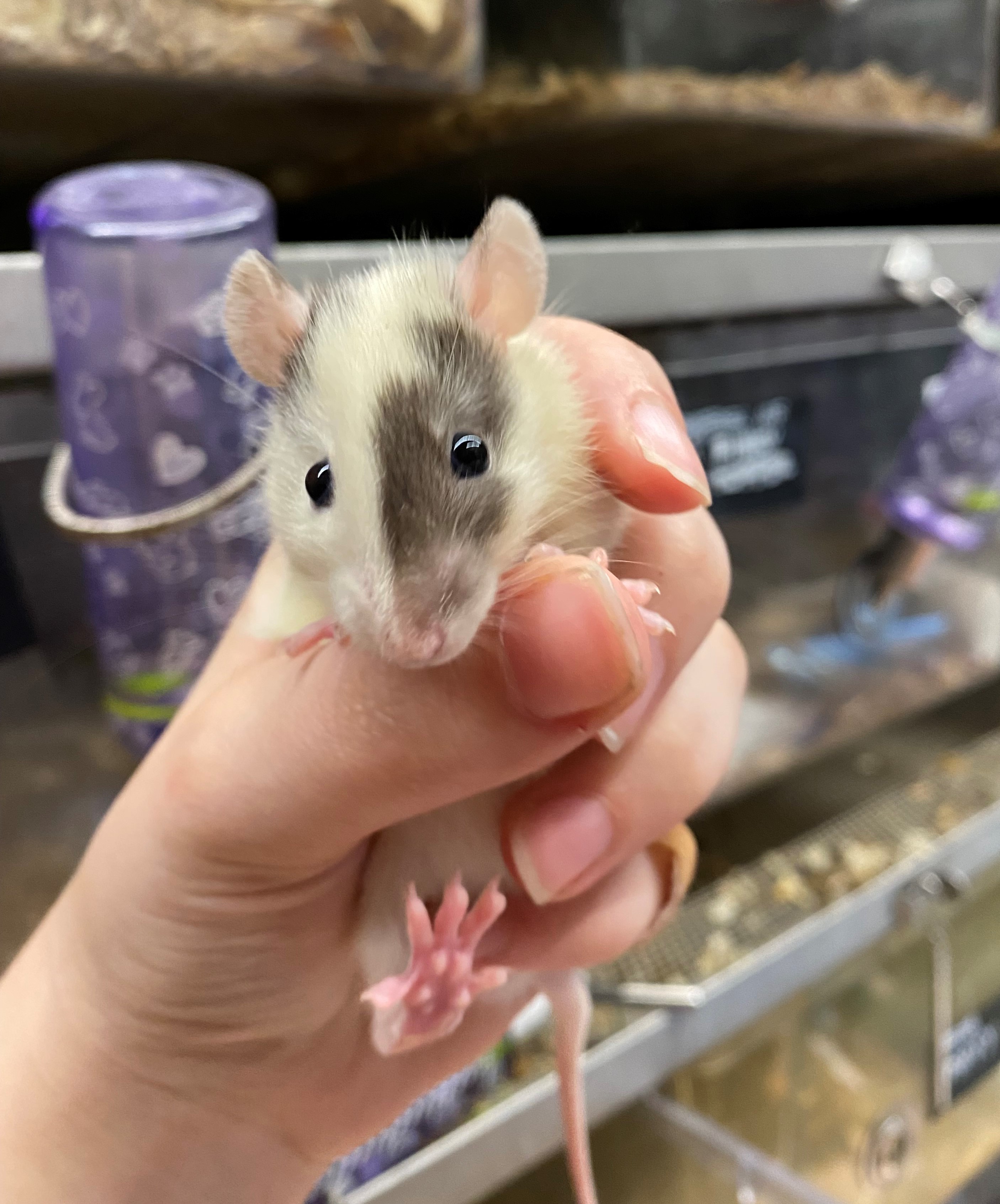 Oh how my rats have grown in two months!