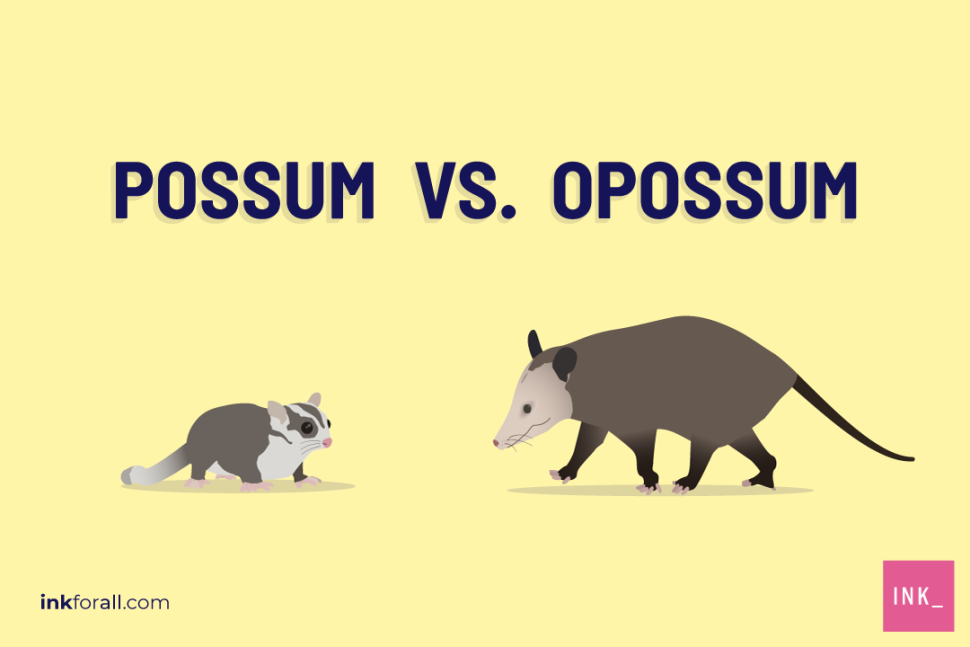Learning Time: Possum vs. Opossum