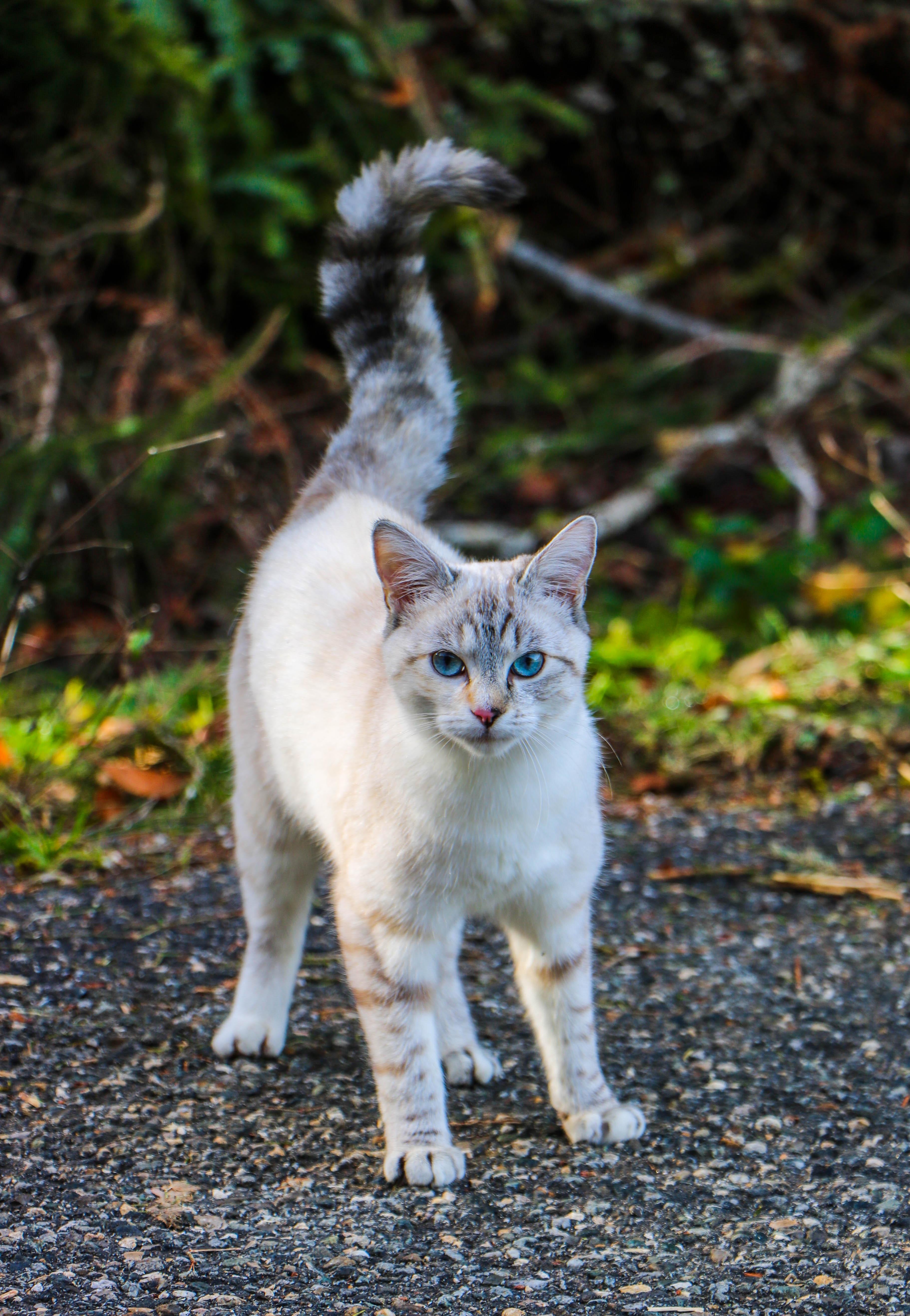 Forest Cat I met while hiking