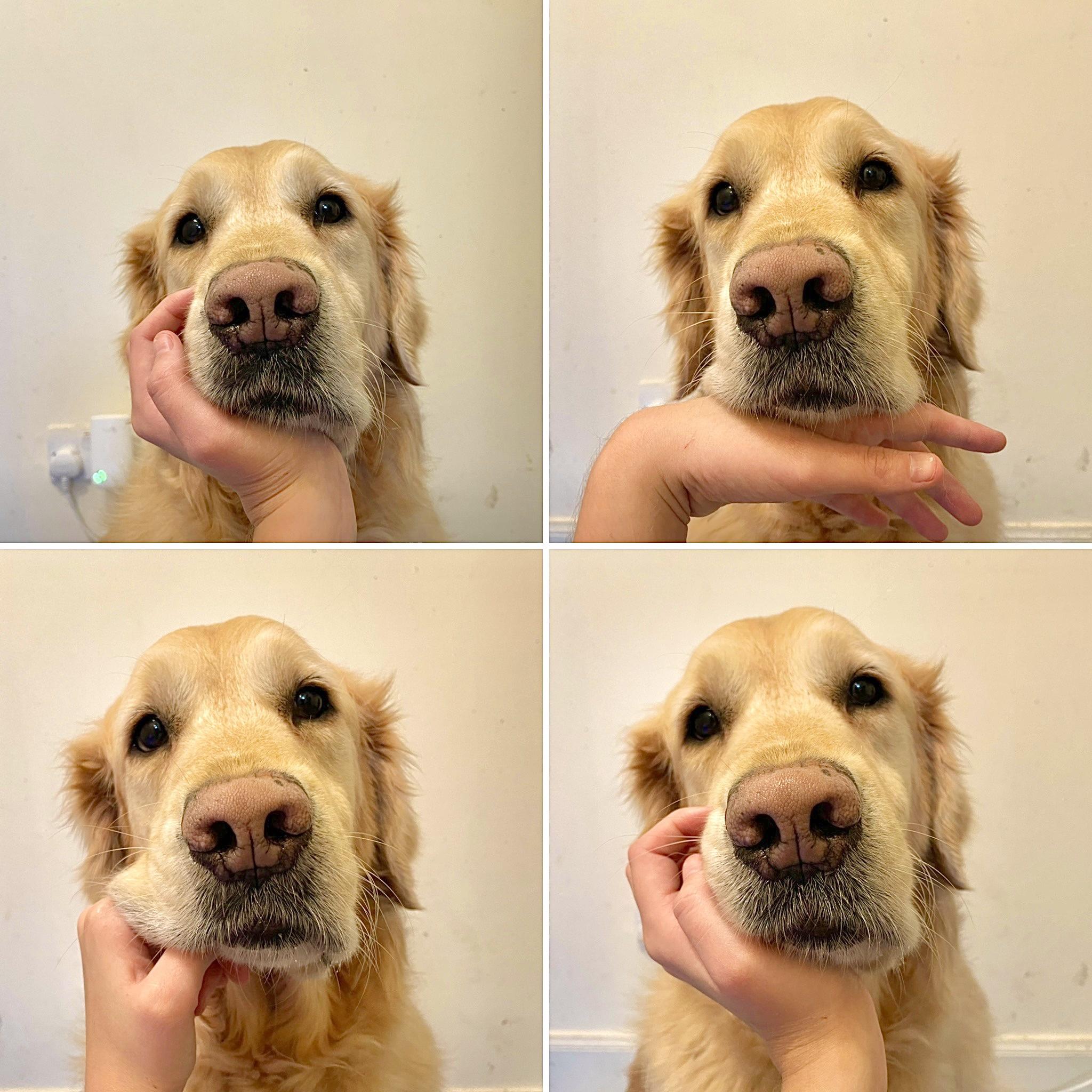 Strike a pose. Now dogu&eacute;.