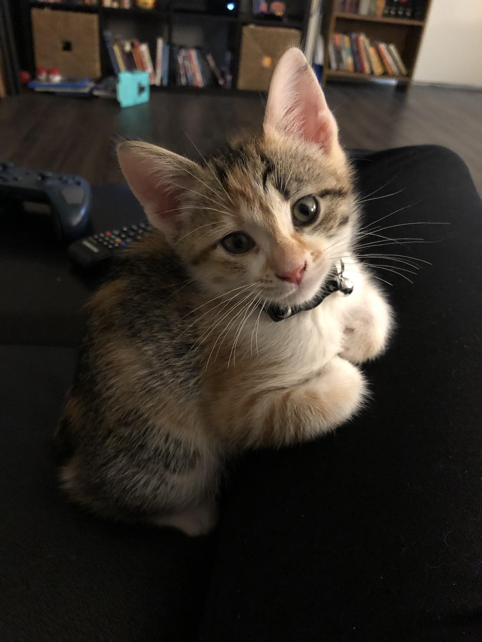 My new kitten Ditto hopes you all have a pleasant Tuesday