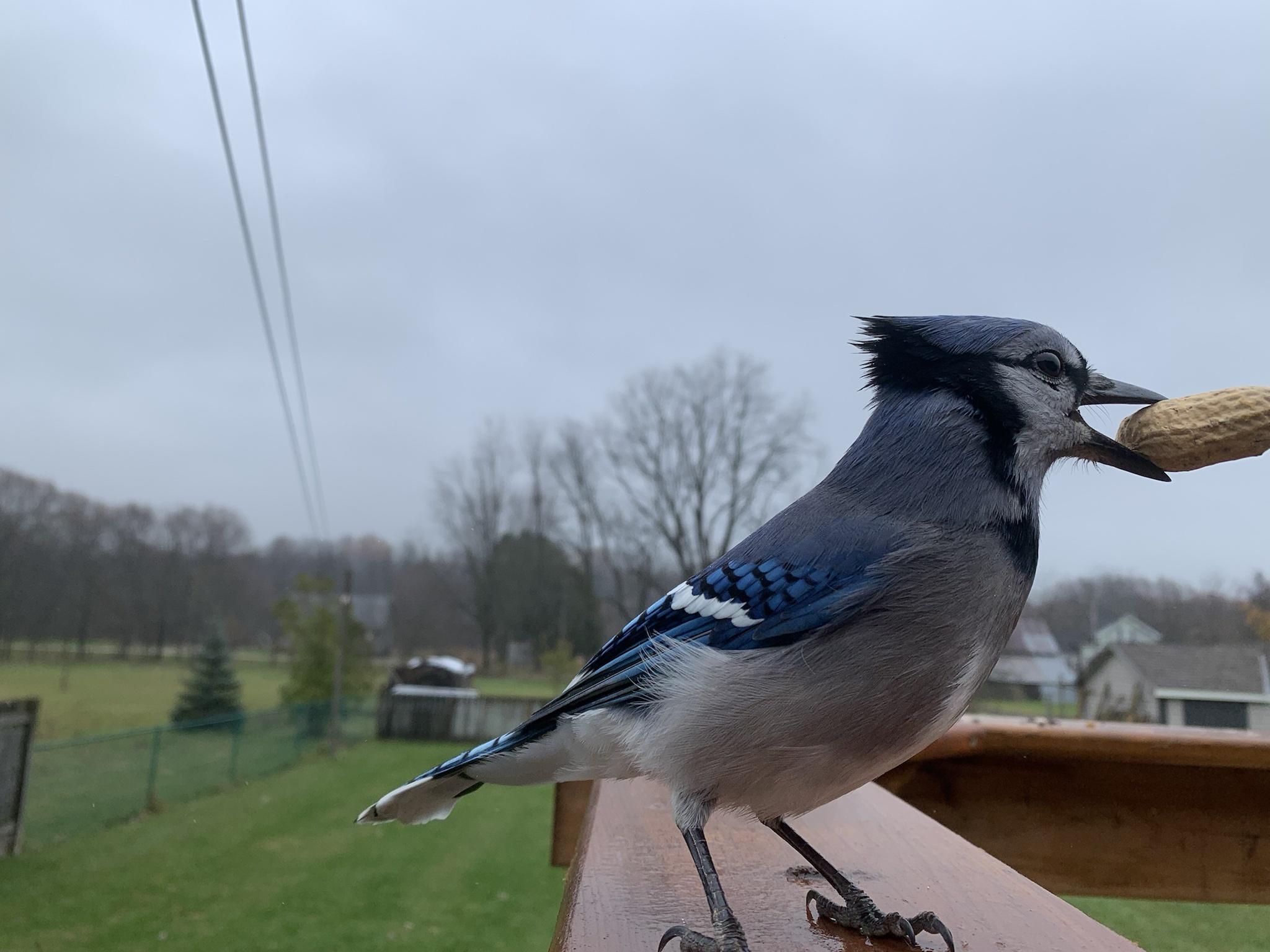 Some of my jay pictures from today