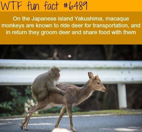 Animal Barter system