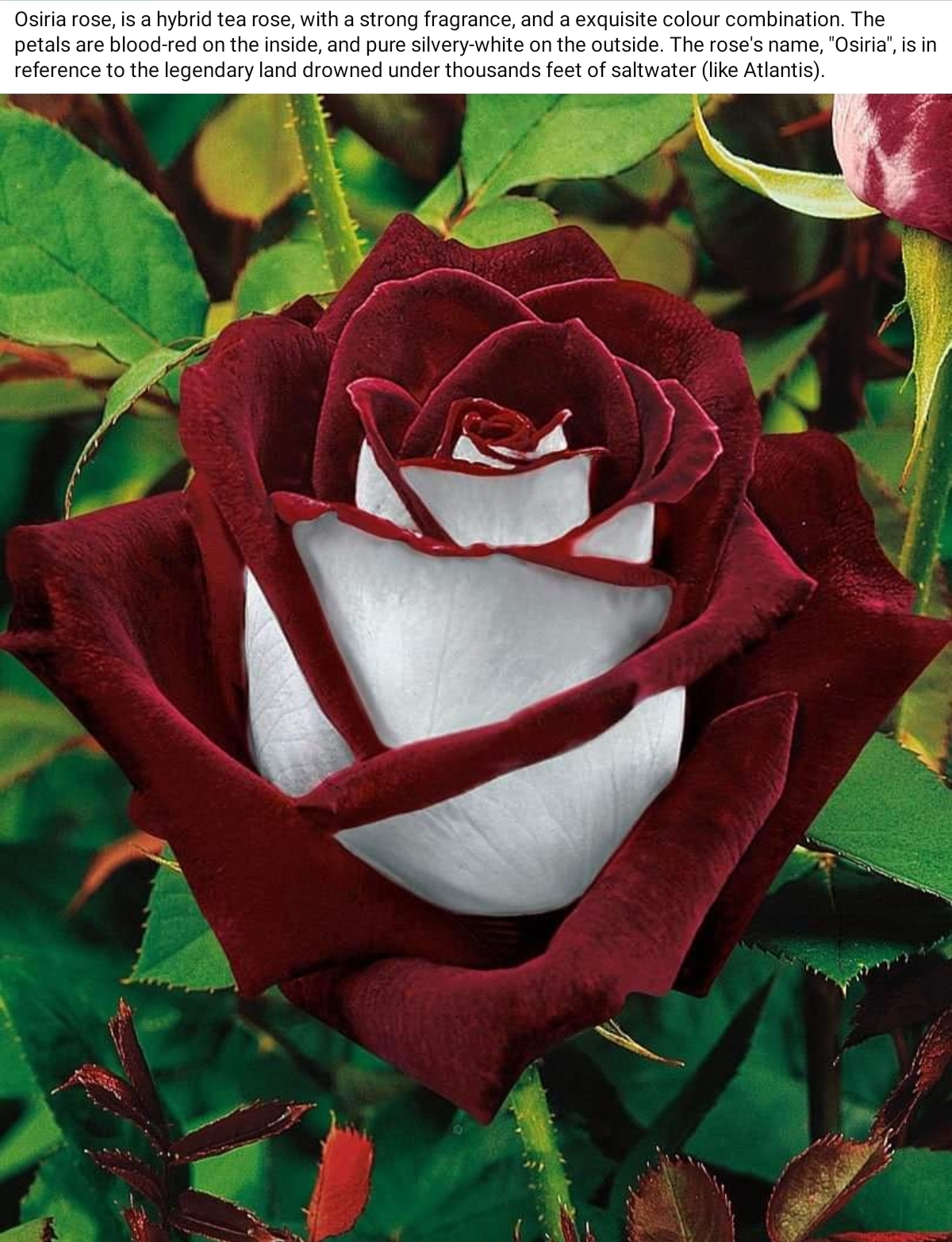Osiria Rose