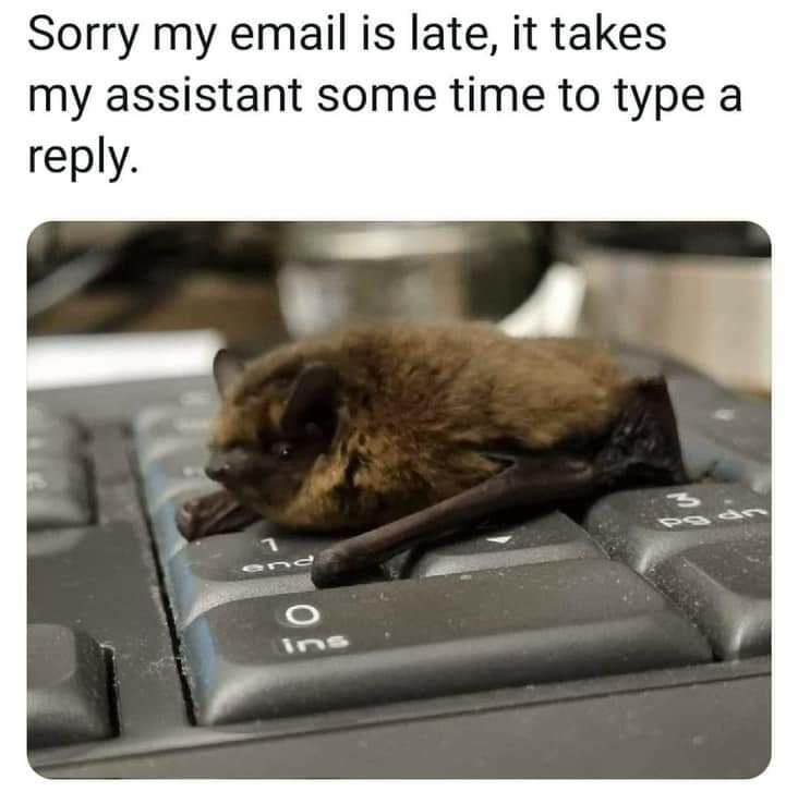 Bat office