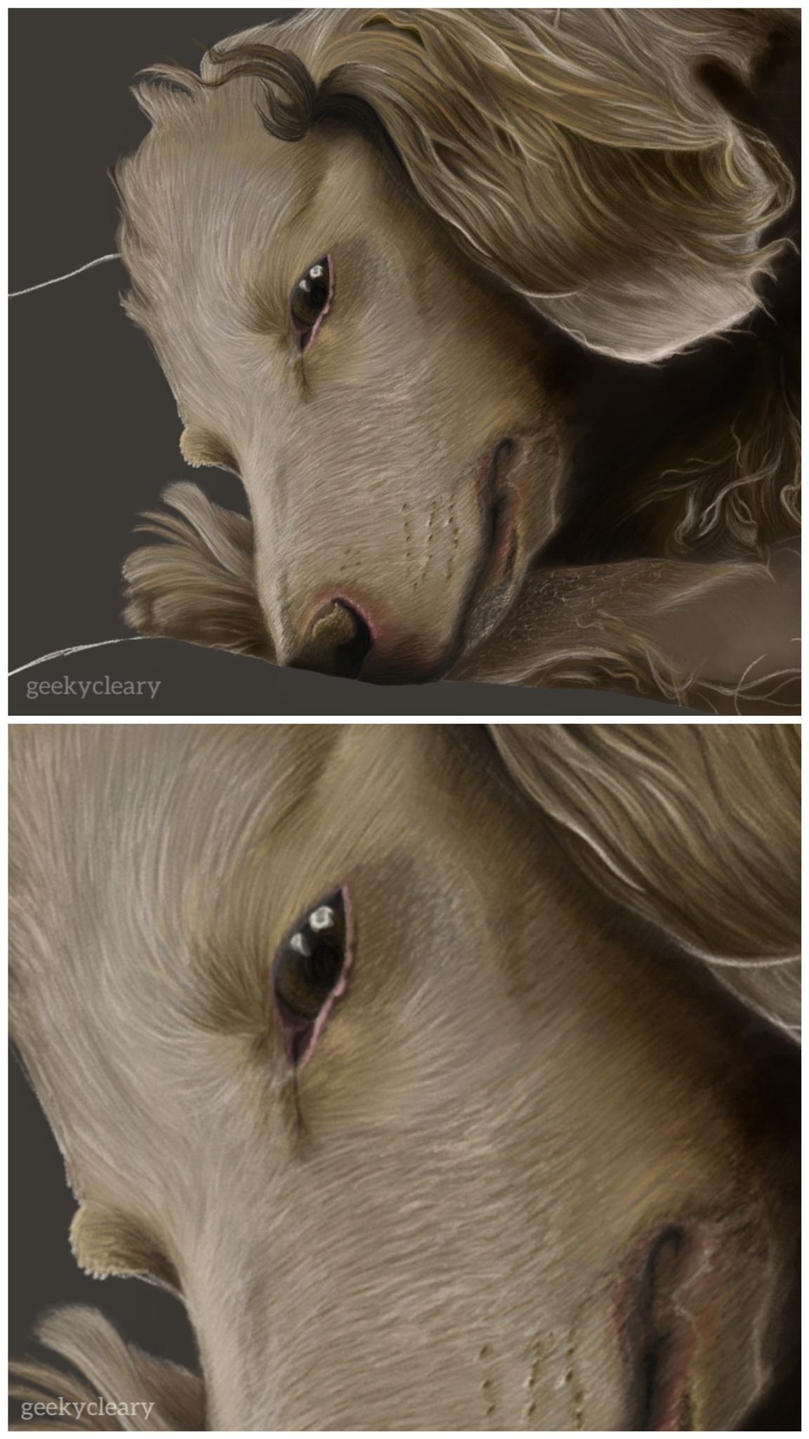 My 6 hour drawing of my pup Evy. She was a dear friend to me, and I&rsquo;d like to remember her this way.