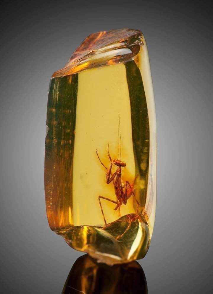 Praying mantis that has been in amber for 12 million years.