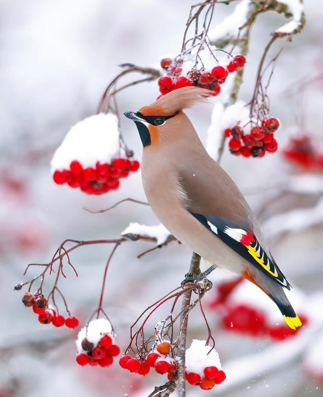 Bohemian Waxwing