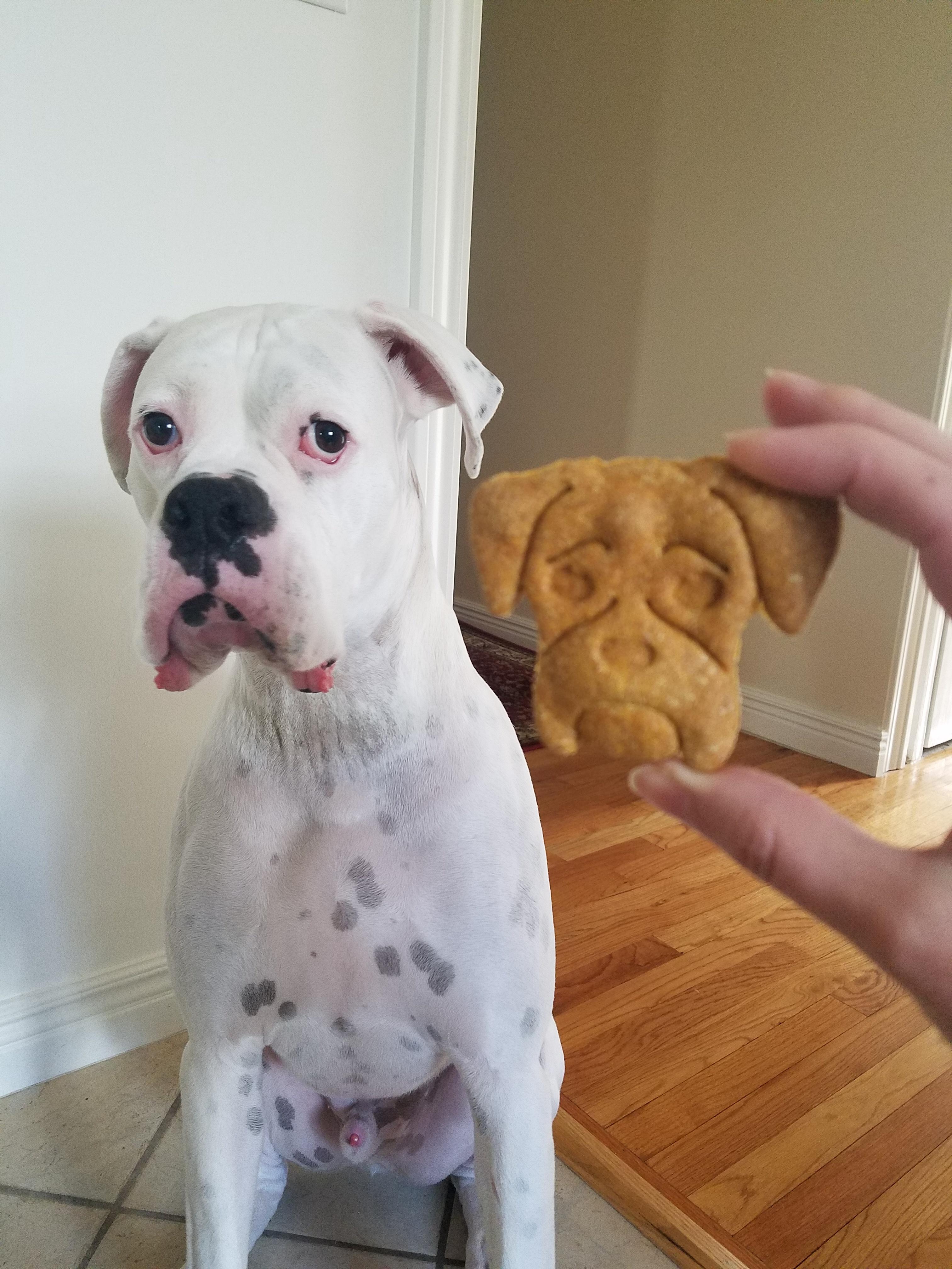 Pumpkin peanut butter cinnamon cookies for Milo