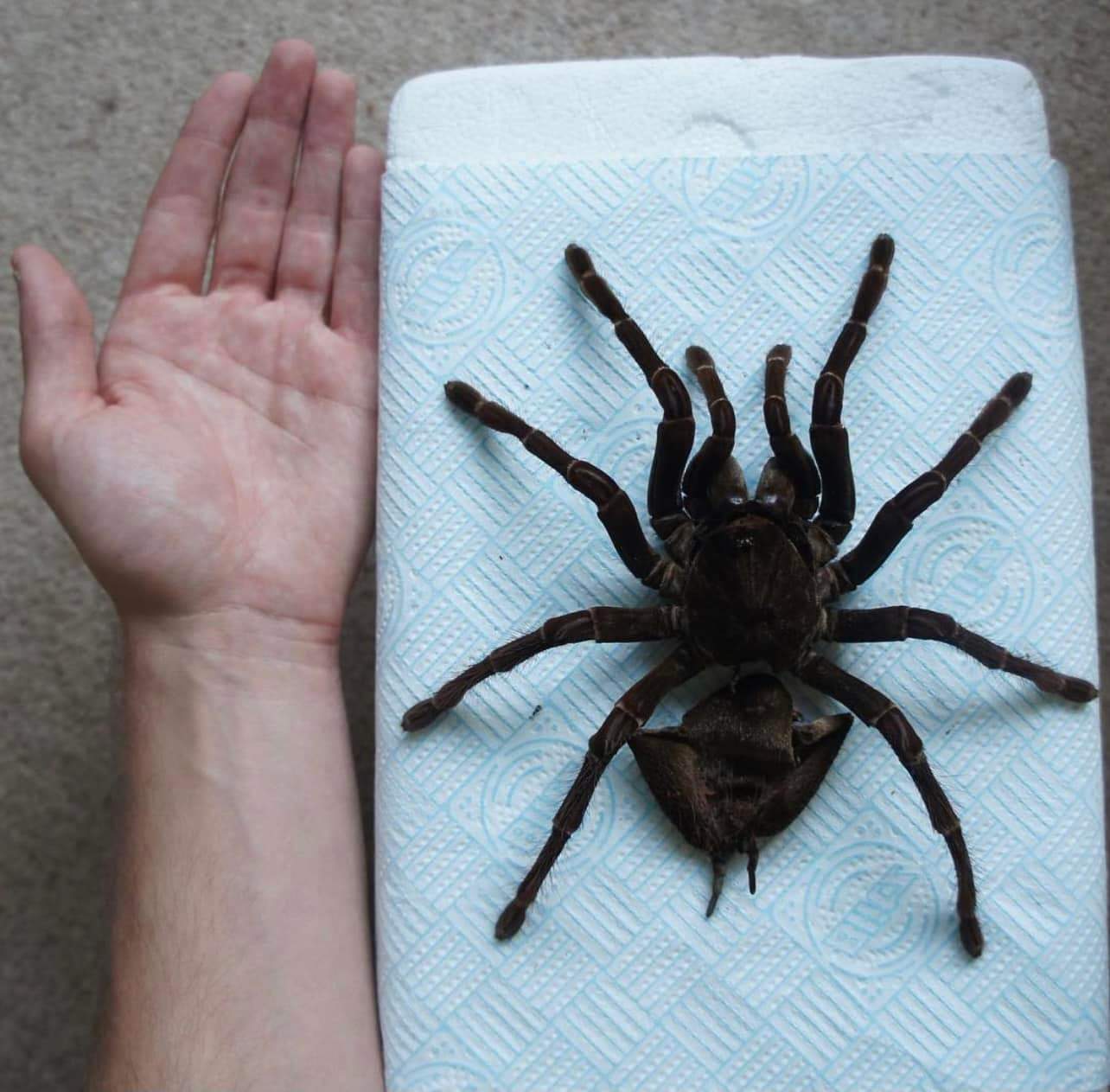 10.2 inch Burgundy Goliath moult (Theraphosa stirmi)
