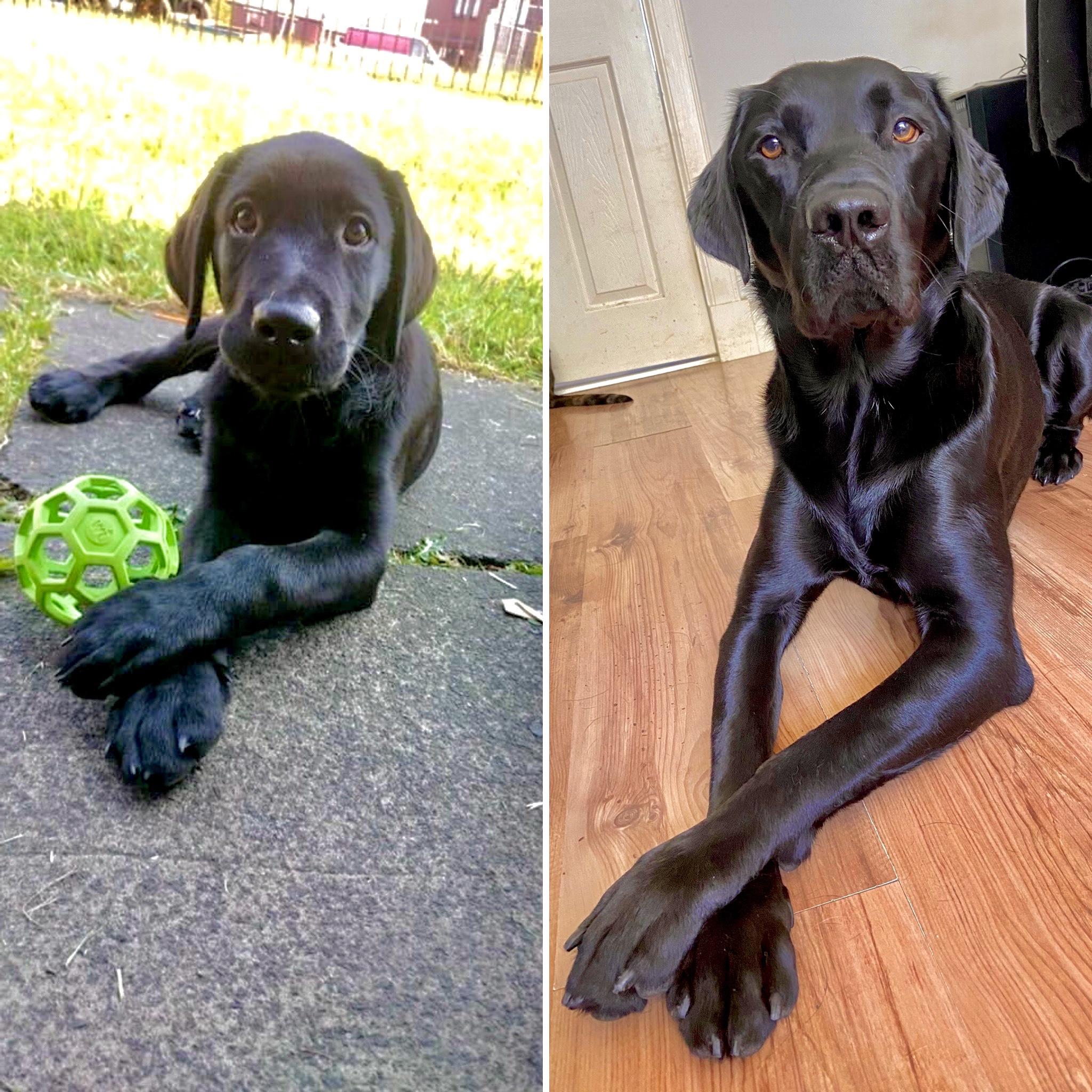 Mr Fancy Paws has grown up. The name still stands.