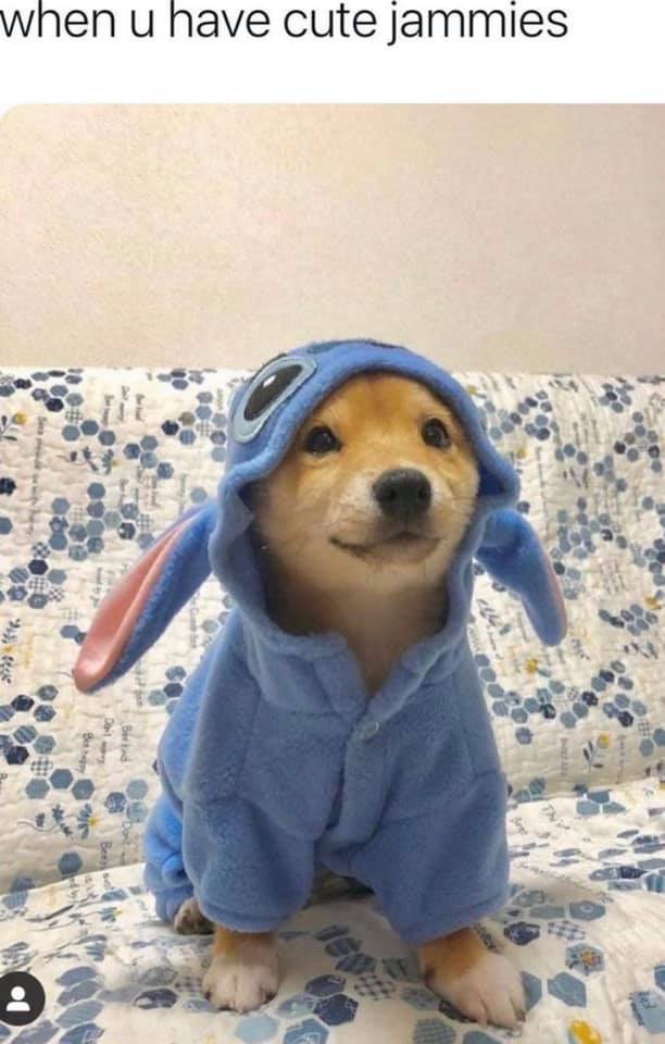 Memes Escaping Into The Wild 16 - A Dog Special