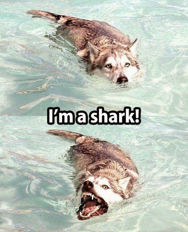 Memes Escaping into The Wild 15 - With Fox Tax