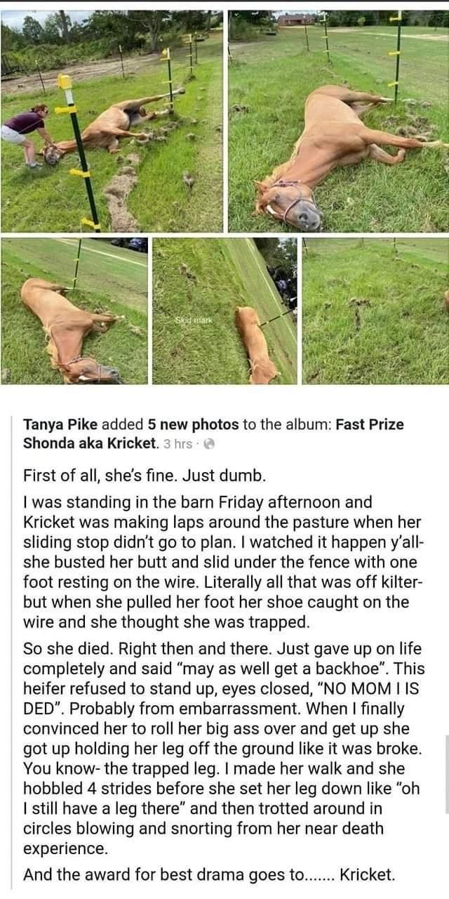 Meet Kricket, the drama queen heifer￼. This made me laugh harder than it should have.