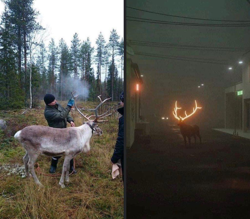 To avoid deer strikes, Finland is painting deer antlers with reflective paint.