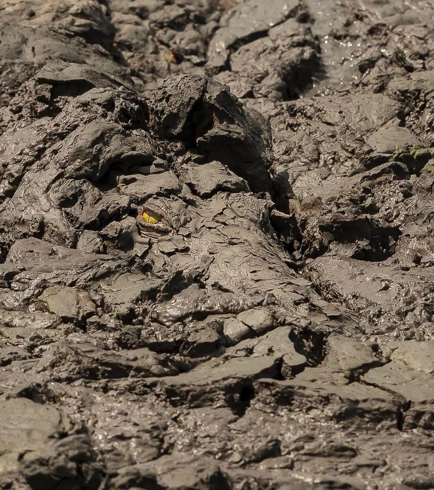 Perfect and deadly camouflage