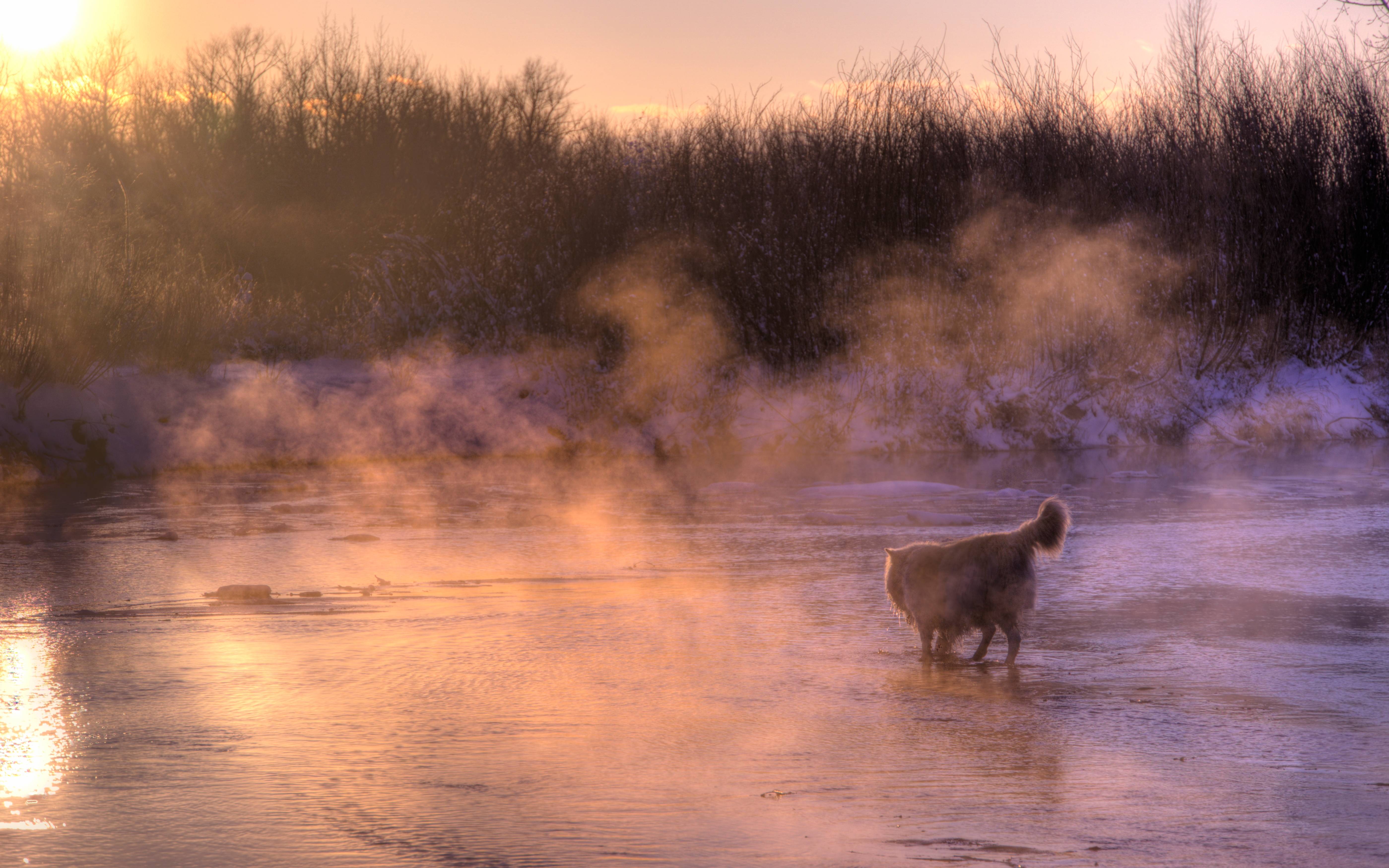 If You're Cold, They're F'ckin Roastin - A Snow Dog New Year