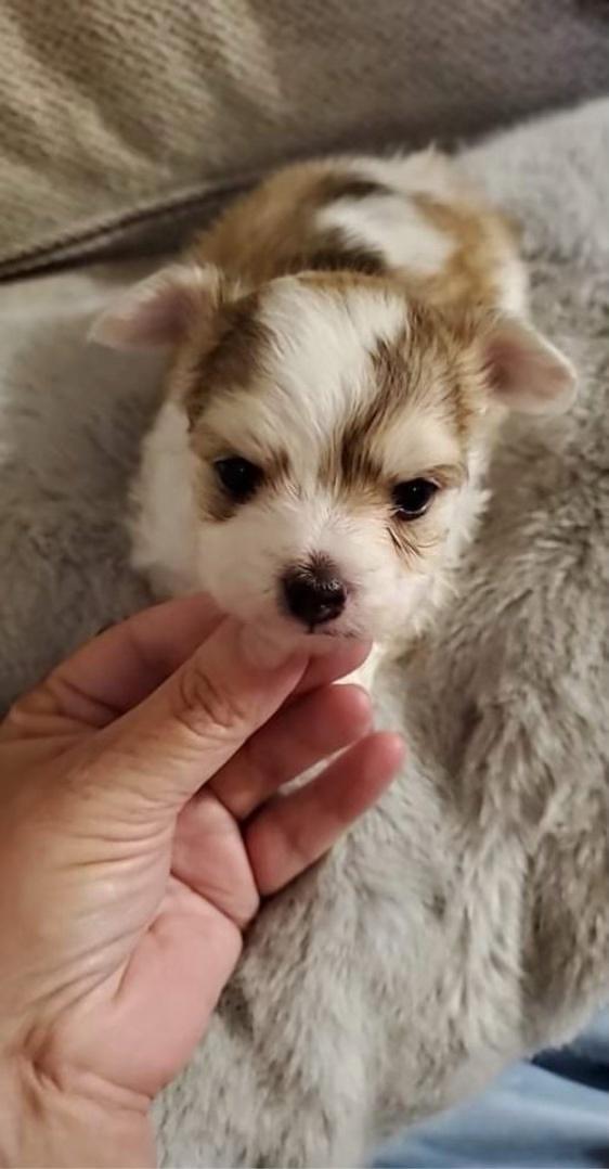 Soon to be new family member