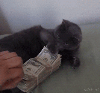 Cats Too Love Money
