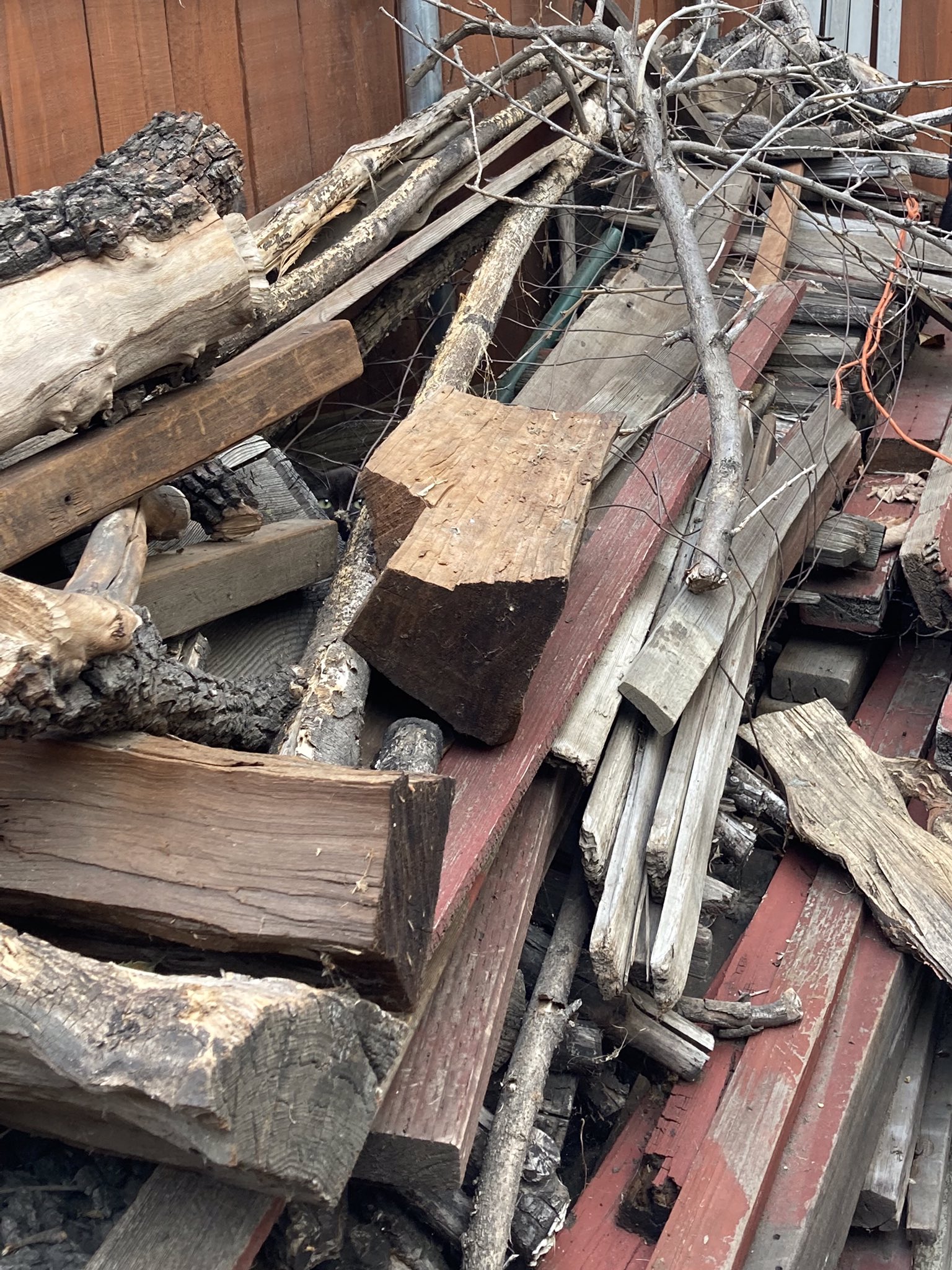 There is no cat in this image (cat search game)