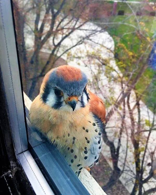 American Kestrel is the smallest and most common falcon in North America. It is also called the Sparrow Hawk
