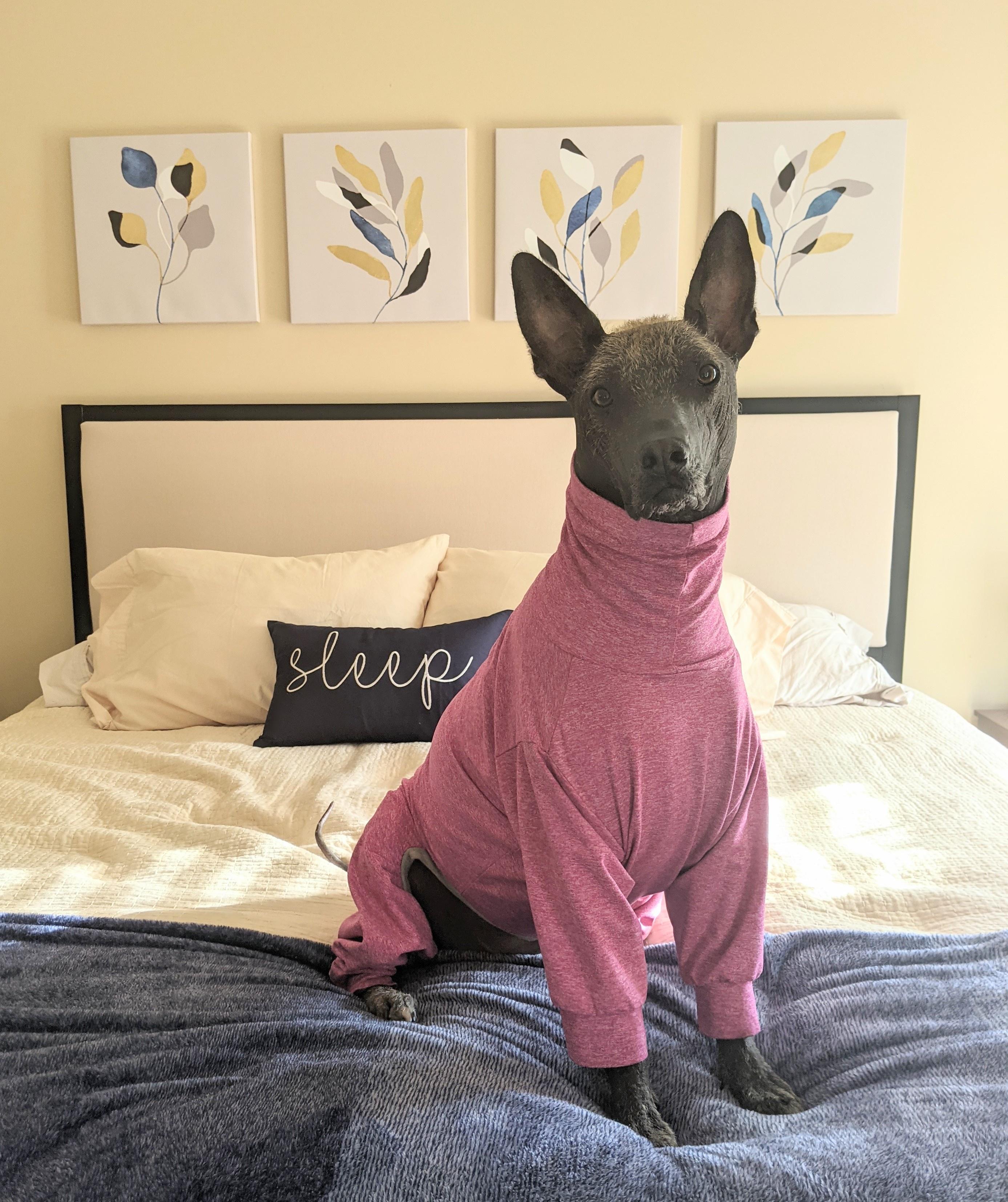 Toki in her jammies for dress up your pet day!