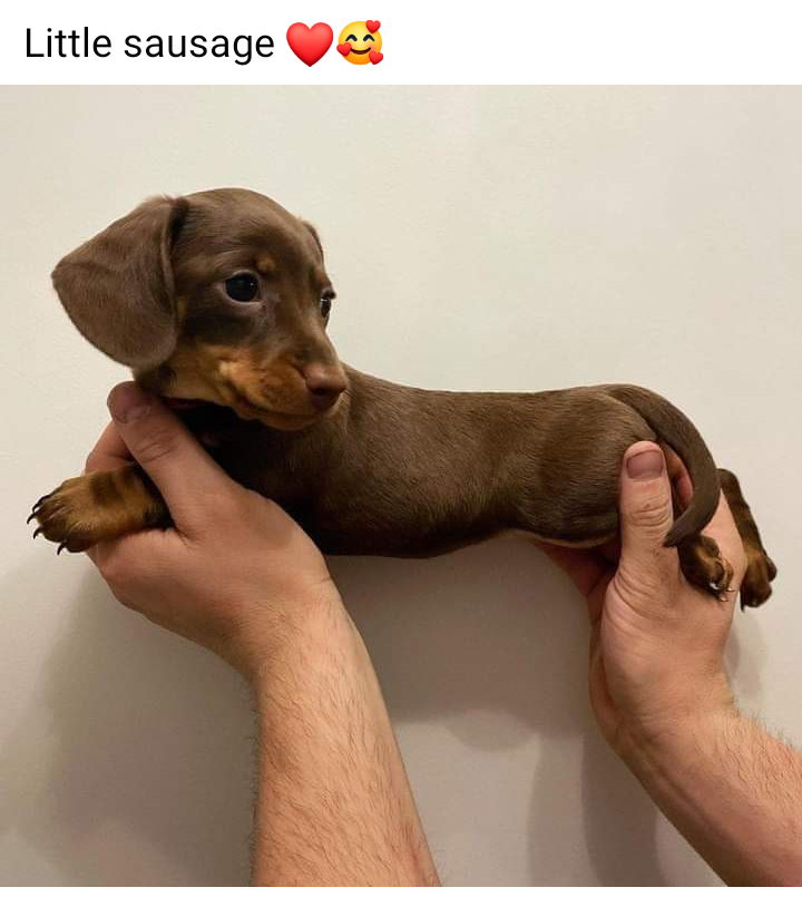 Smol Sausie