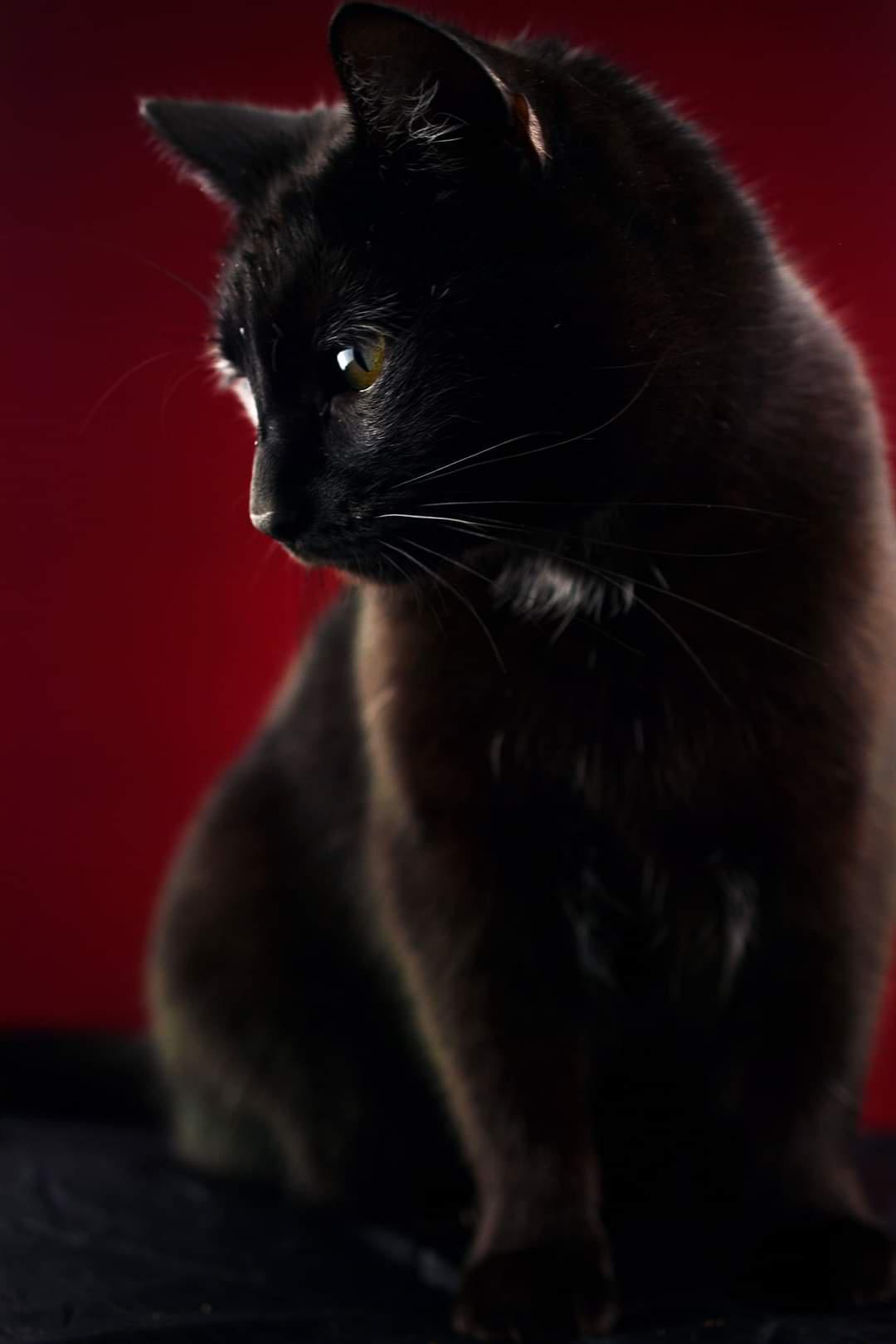 Photo of my cat
