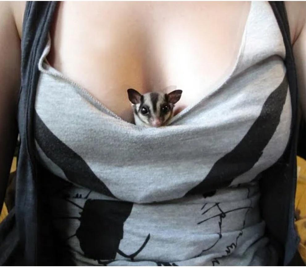 Lots of pictures of boobies here