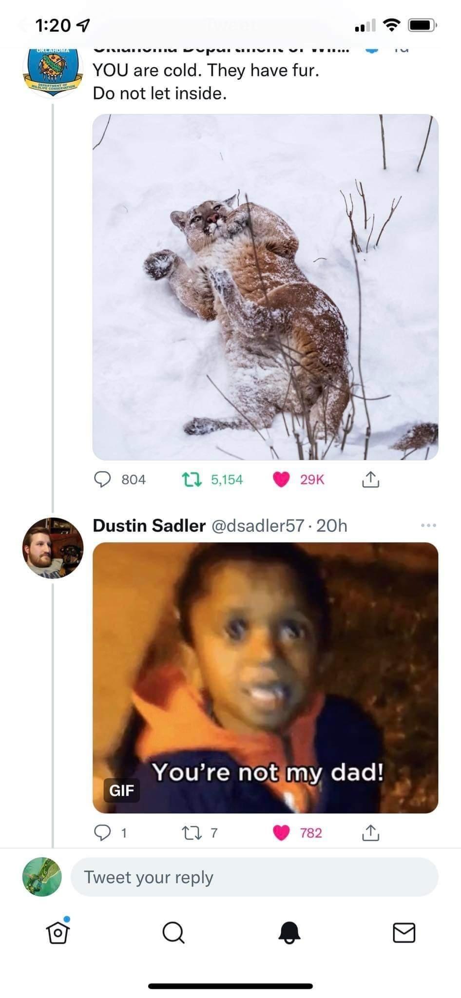 Don&rsquo;t pet the giant murder kitty