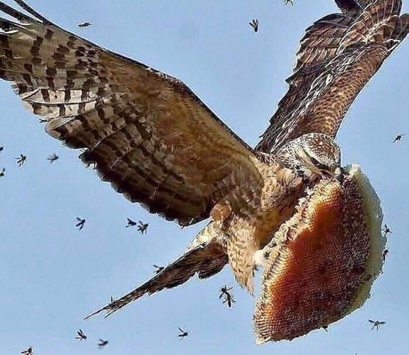 A Honey Buzzard flying away with a huge chunk of honey comb!!
