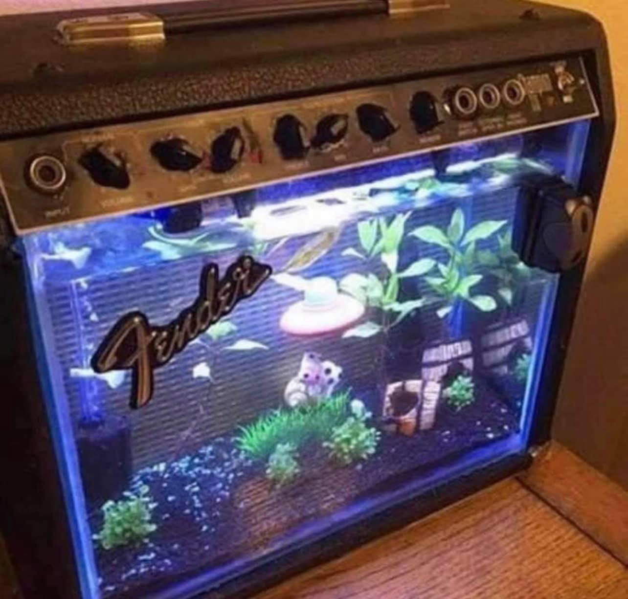 My new fender fish tank amp!