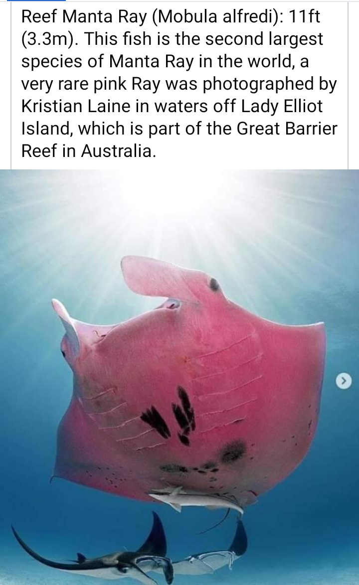 Pink Manta Ray