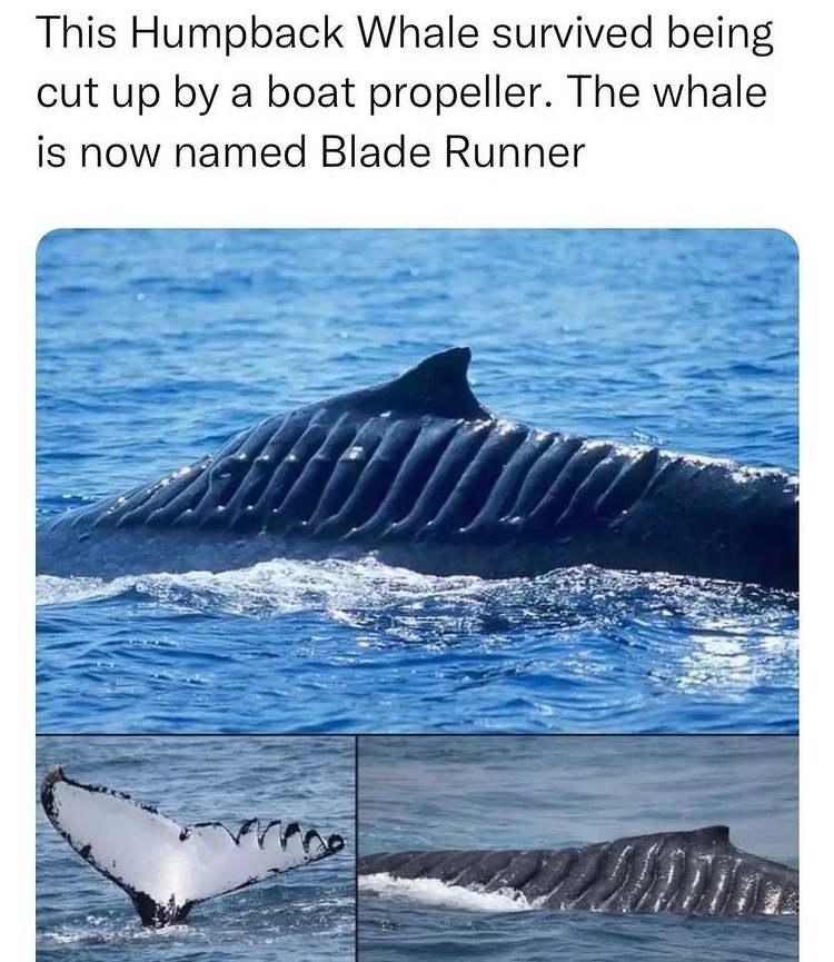 Resilience out at sea