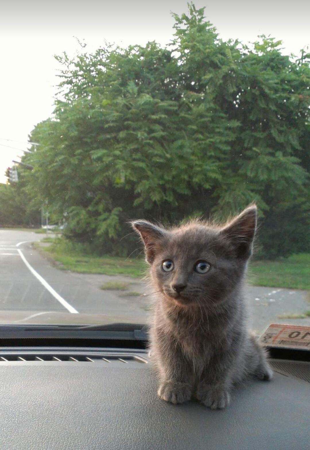 Rest In Peace Storm. You will be missed so much. :,(