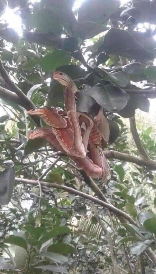 Atacos Atlas, the amazing butterfly disguised as a snake and is considered the largest butterfly in the world!