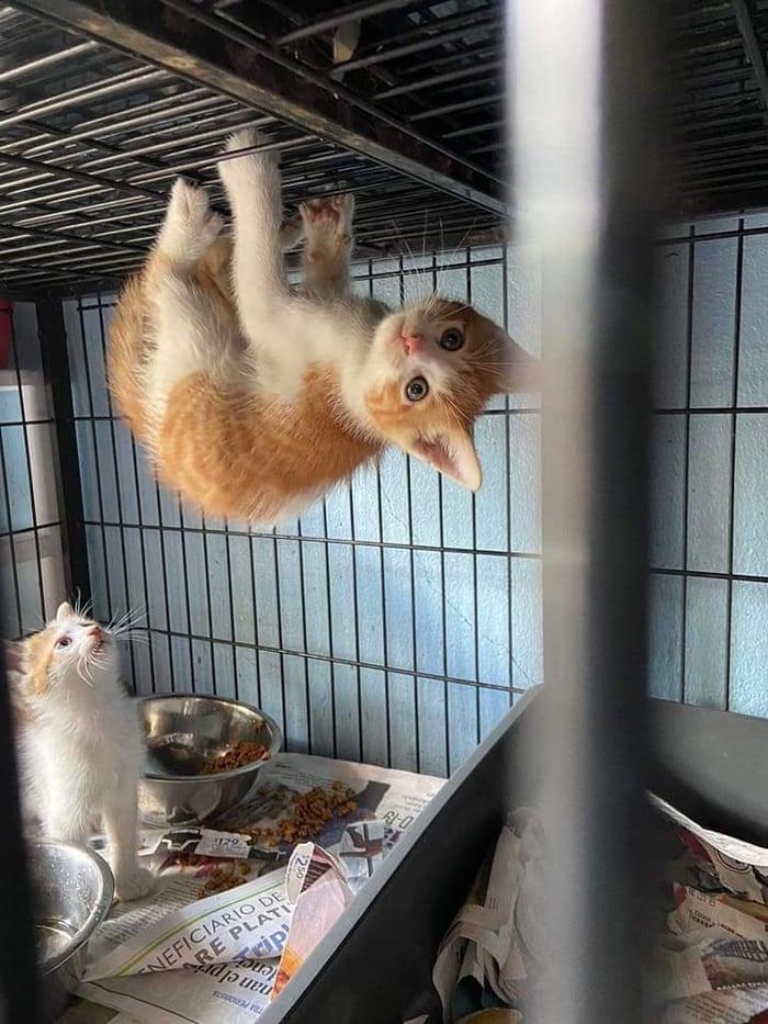 Spidercat, spidercat doing whatever a