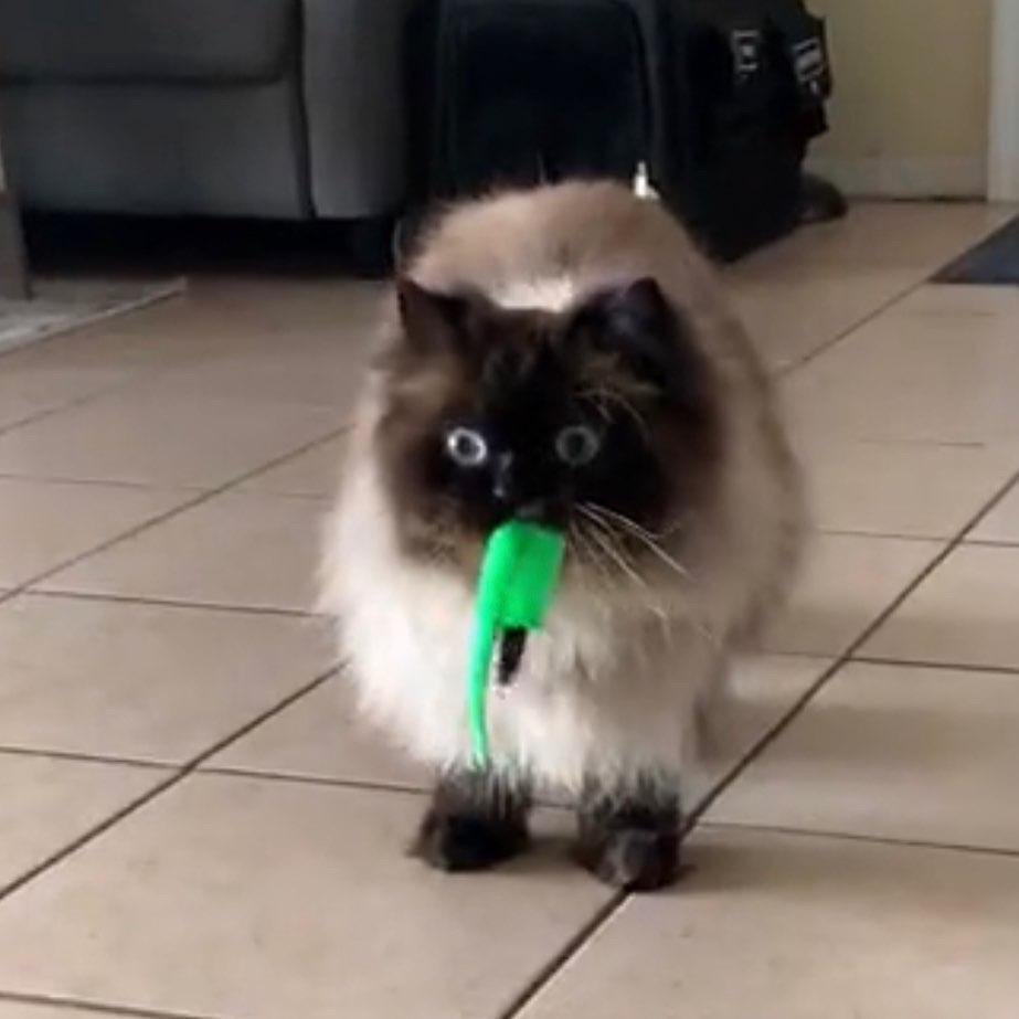 he carry the w&ouml;rm